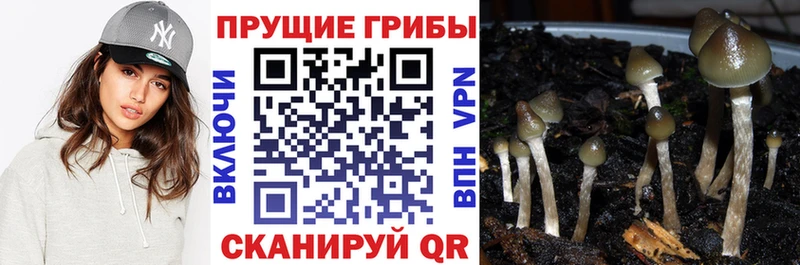 Купить закладки  Ртищево  Псилоцибиновые грибы Psilocybine cubensis 